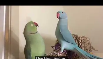 Loros hablan en inglés y es muy GRACIOSO