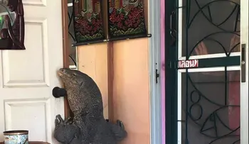 Encuentran un lagarto gigante en la puerta de su casa