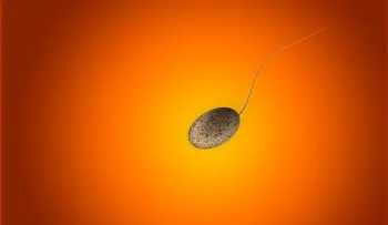 Experto afirma que el óvulo es el que escoge al espermatozoide y no viceversa
