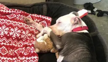 Por favor, encuéntrenle un hogar. Abandona a su perrita con mensaje conmovedor 