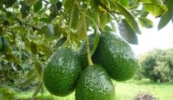  Por qué no me lo dijeron antes; 13 razones para siempre comer aguacate