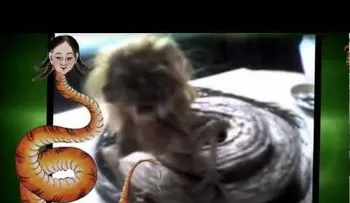 Capturan en Guatemala, alegada mujer convertida en serpiente (VIDEO)