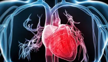 Todo lo que debes conocer sobre el corazón, la bomba del cuerpo; curiosidades