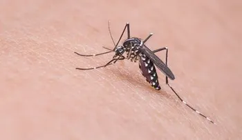 Embarazada se convierte en primer caso autóctono de zika en Bolivia