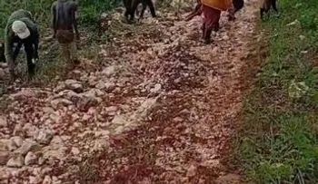 Lluvias deterioran caminos agrícolas de Pedernales