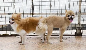 ¿Por qué los perros se quedan pegados después de aparearse?