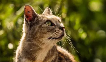 Este pueblo de Nueva Zelandia quiere prohibir los gatos