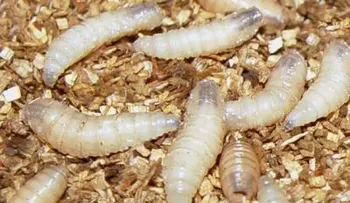 Un gusano facilita investigación de rara enfermedad del sistema nervioso