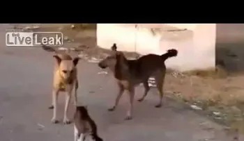 Un gato enfrenta a un grupo de perros