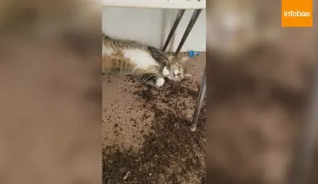 Así quedó un gato luego de comer las plantas de marihuana de su dueña