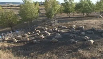 Rayo mata a 134 ovejas en Bolivia 