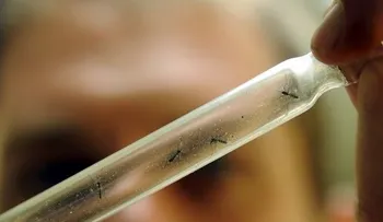 Virus zika es transmitido por mismo mosquito del dengue y chikungunya