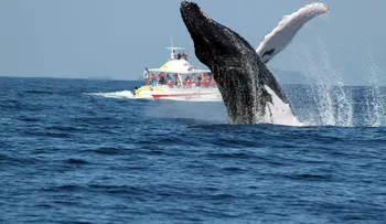 Más de 57 mil turistas visitan a Samaná para observar Ballenas Jorobadas