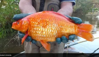 Las monstruosas consecuencias de liberar un pez dorado en el río