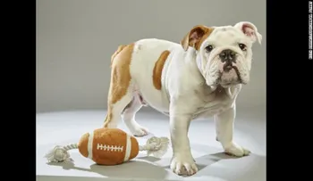 Estos cachorros se robarán el show de medio tiempo en el Super Bowl