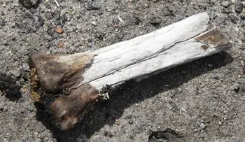 Hallan vestigios de ocupación humana de 4.000 años en excavaciones en Río