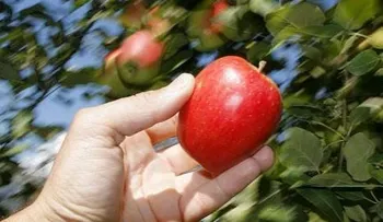 Comer una manzana al día te aleja de la farmacia 
