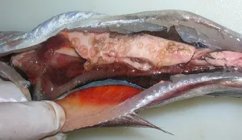 Si te comes este pescado puede morirte..Te asustará la razón (VIDEO)
