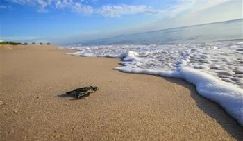 Mujer de Florida arrestada por montar tortuga marina