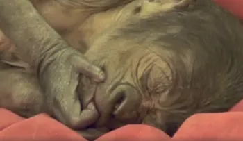 Un bebé gorila nace por cesárea en el zoológico de Bristol