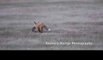 Un zorro y un águila se pelean a "muerte" por un conejo 