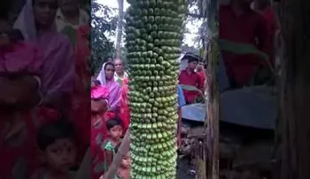 El Racimo de Plátano más grande del mundo