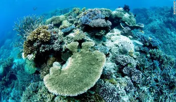 La Gran Barrera de Coral de Australia no entró a la lista roja de patrimonios en peligro