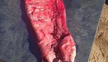 ¿Por qué este pez se cotiza en México más caro que el kilo de cocaína?