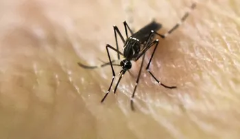 Puerto Rico declara el fin de la epidemia del zika