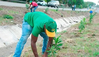 Embellecimiento siembra árboles en carretera