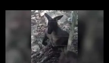 IMAGENES PUEDEN SER FUERTES: Un canguro ataca con violencia a una niña en un parque