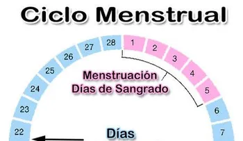 Fases y días fértiles de una mujer