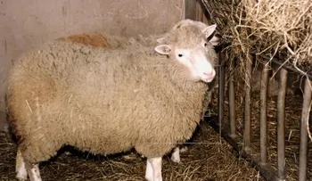 Se cumplen 20 años de la clonación de la oveja Dolly, un hito de la genética