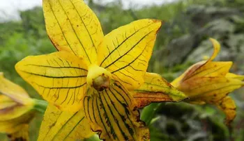 Hallan de nuevo preciosa orquídea se creía extinta desde hace más de 50 años 