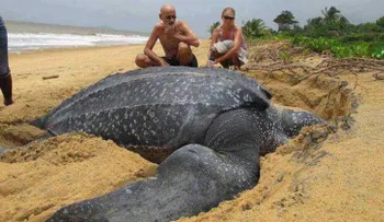 Los científicos, boquiabiertos: Hallan una enorme tortuga de 700 kilos en una playa española 