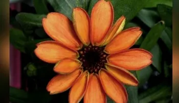 ¡Increíble! Nace la primera flor en el espacio