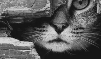 La historia del gato manchado y la golondrina Sinhá
