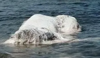 Qué era en realidad la misteriosa criatura gigante que apareció en una playa en las Filipinas