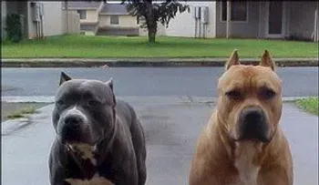 Perros matan a mordidas a un niño de 5 años en casa de un amigo enTexas