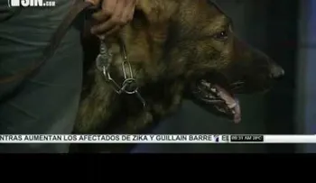 Perros ciudadanos: aprenda más sobre el adiestramiento canino