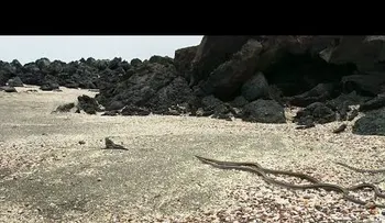 FUERTES IMÁGENES: un dramático ataque de una decena de serpientes a una iguana