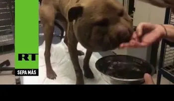 Rescate de un perro con la cabeza deformada