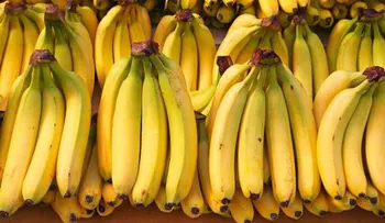 El guineo maduro, el super alimento; sigue leyendo