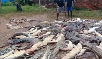 Multitud de Indonesia asesina a unos 300 cocodrilos en venganza por la muerte de un hombre