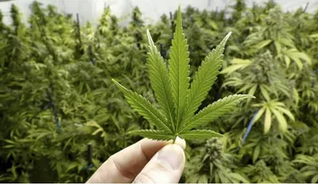 Bomberos NY acuden a llamado de incendio y encuentran 170 libras marihuana