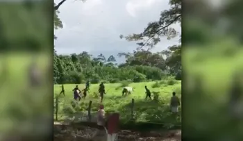 Matan a vaca a pedradas en Venezuela para presuntamente distribuir su carne