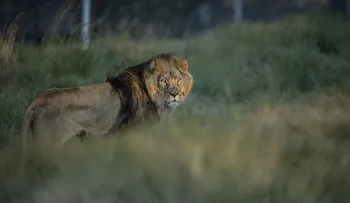 Descubren una misteriosa y desconocida población de leones en Etiopía