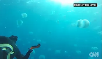 Medusas invaden peligrosamente desde el mar Rojo aguas del mar Mediterráneo