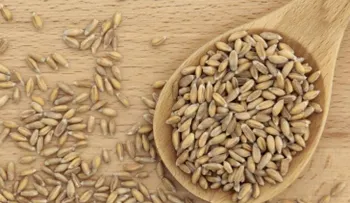 Los 4 beneficios de la espelta, el cereal de moda