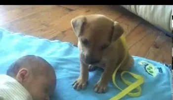 Esta madre dejó a su bebé con este cachorro y lo que pasó luego te dejará sin alientos
